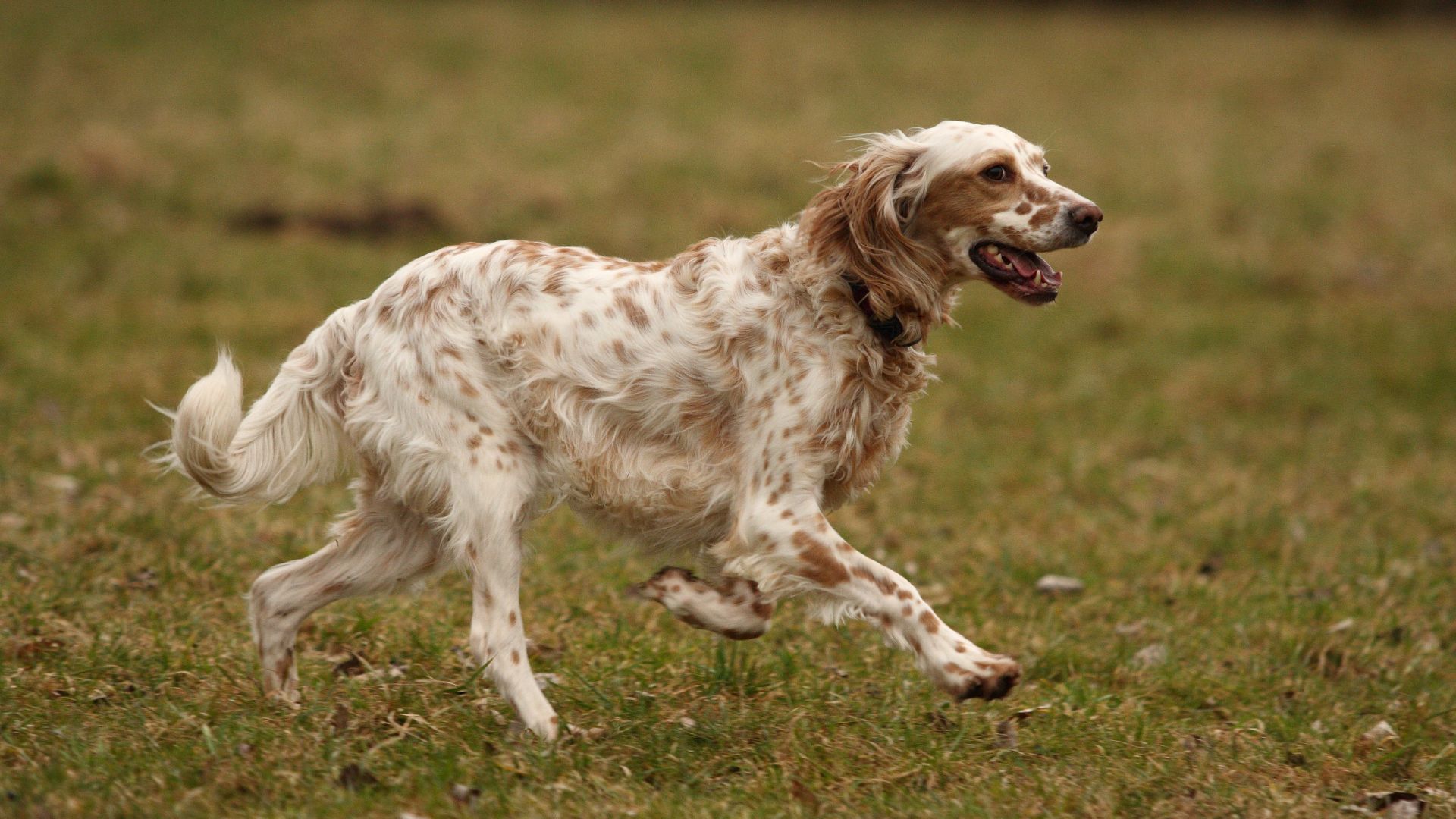 English Setter running in a field