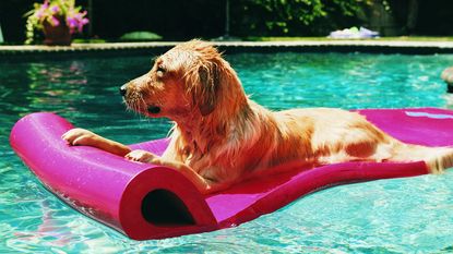 A dog relaxing on a inflatable mat in a swimming pool