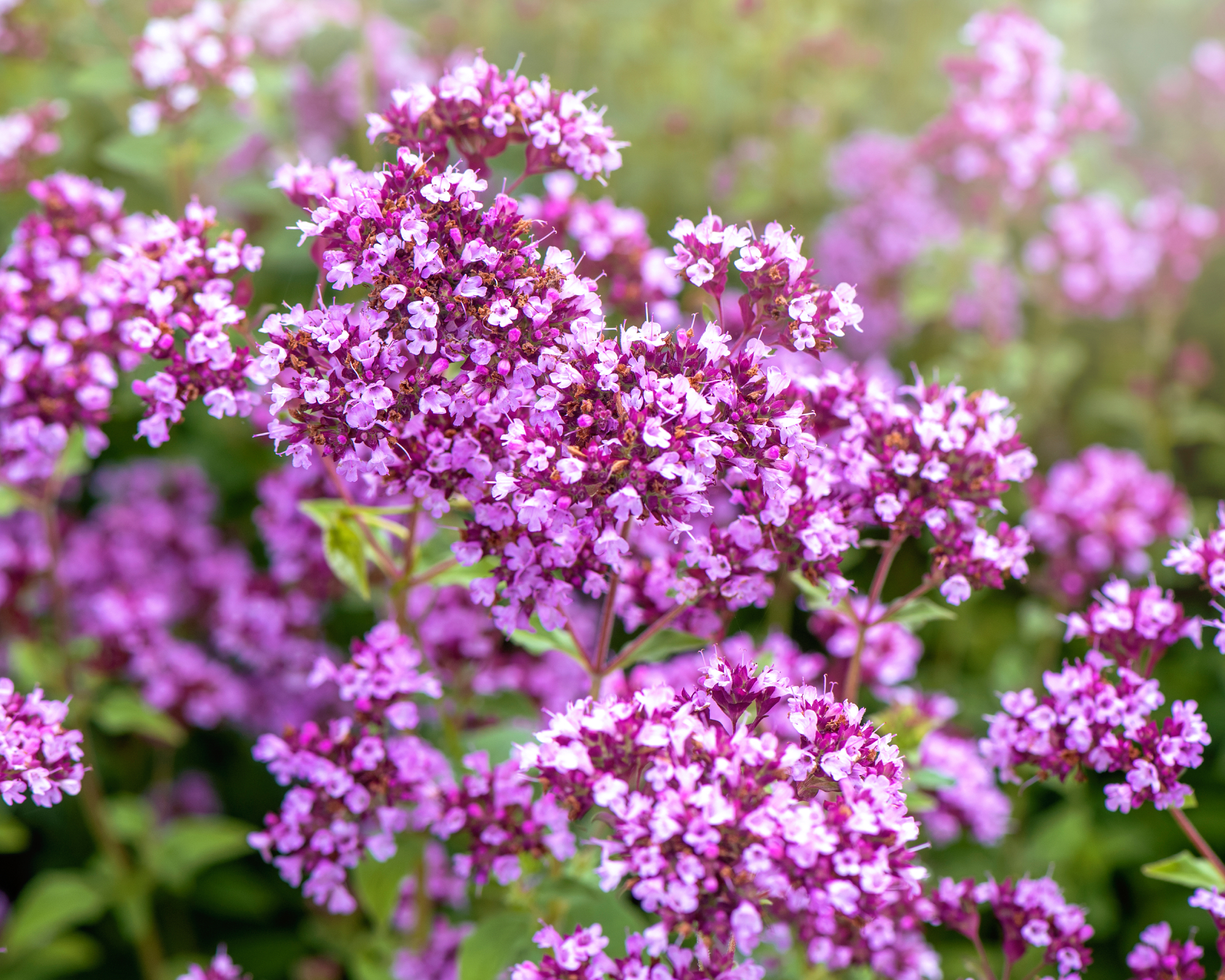Pink oregano flowers in bloom