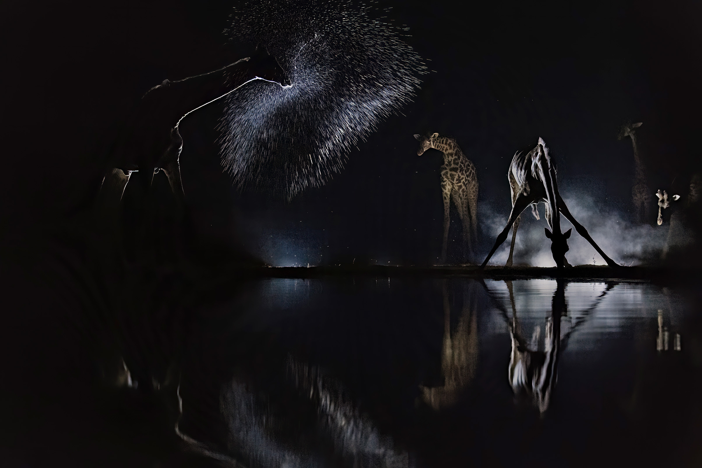 Giraffes drinking and splashing water at a nighttime watering hole, reflected on the calm water surface