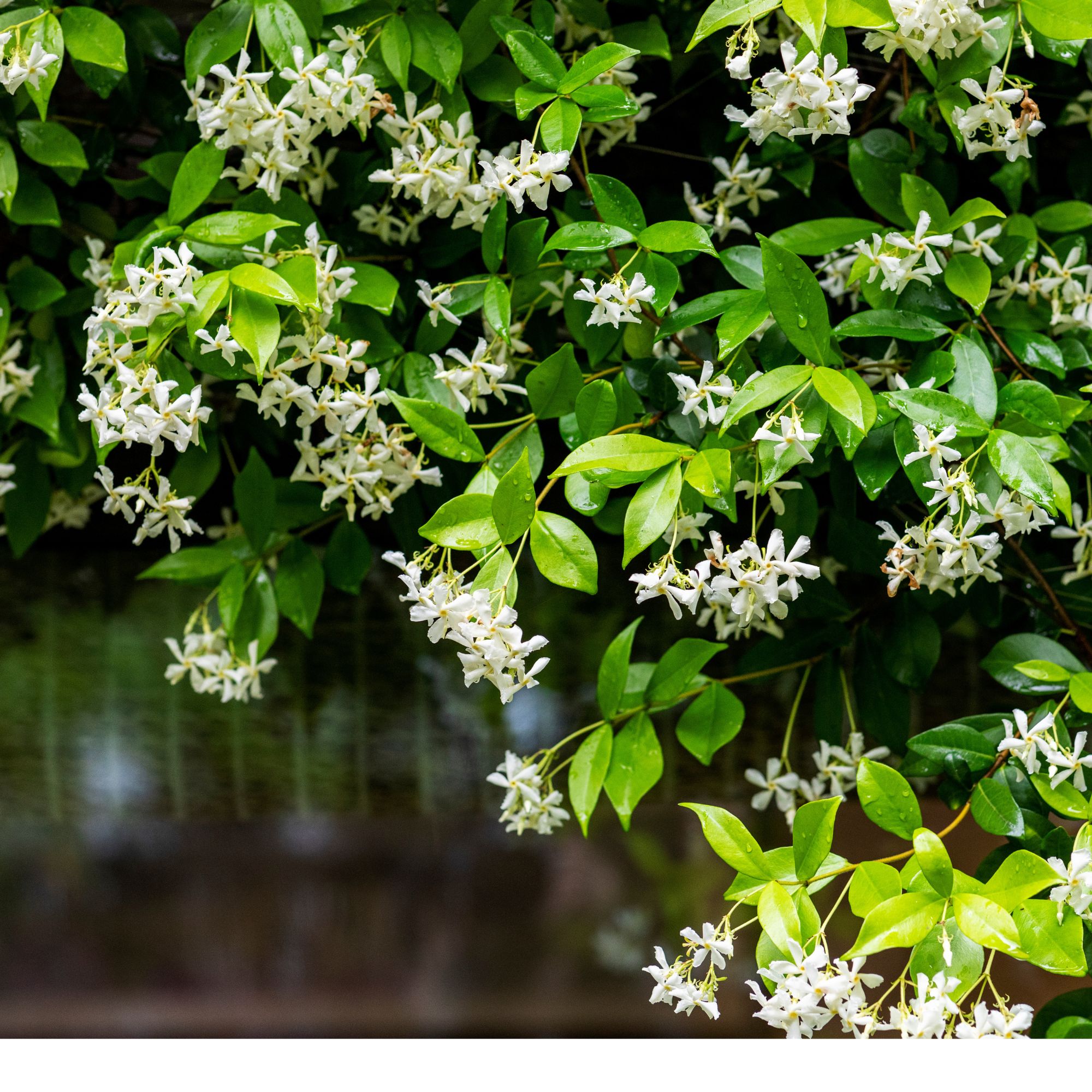 star jasmine fragrant plant