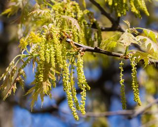catkins on a red oak tree in spring