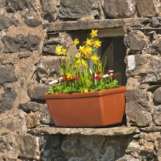 Window box with spring flowers on a stone cottage