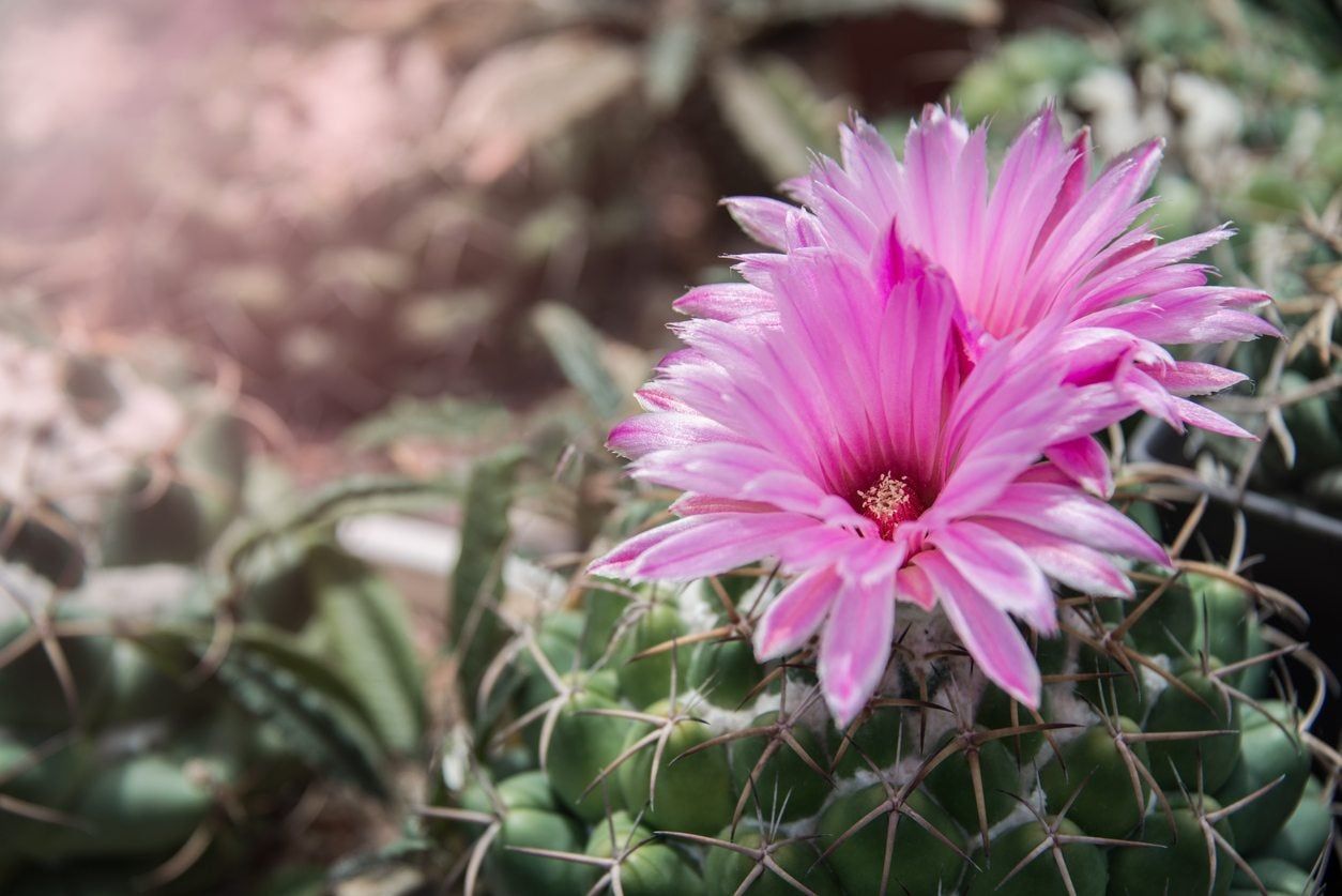 mammillaria