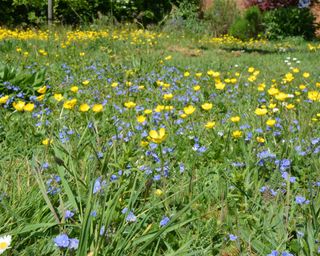 Buttercups and daisies left to grow in a garden lawn during No Mow May