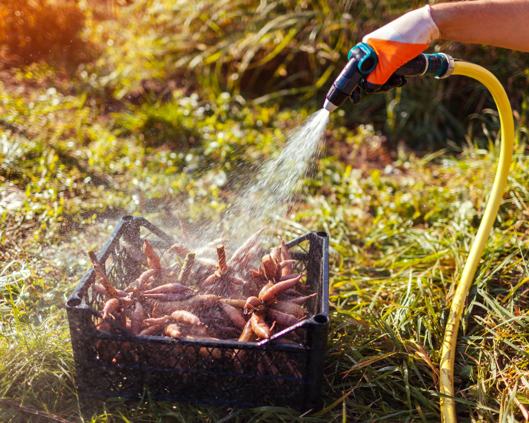 Washing dahlia tubers is part of how to store bulbs over winter