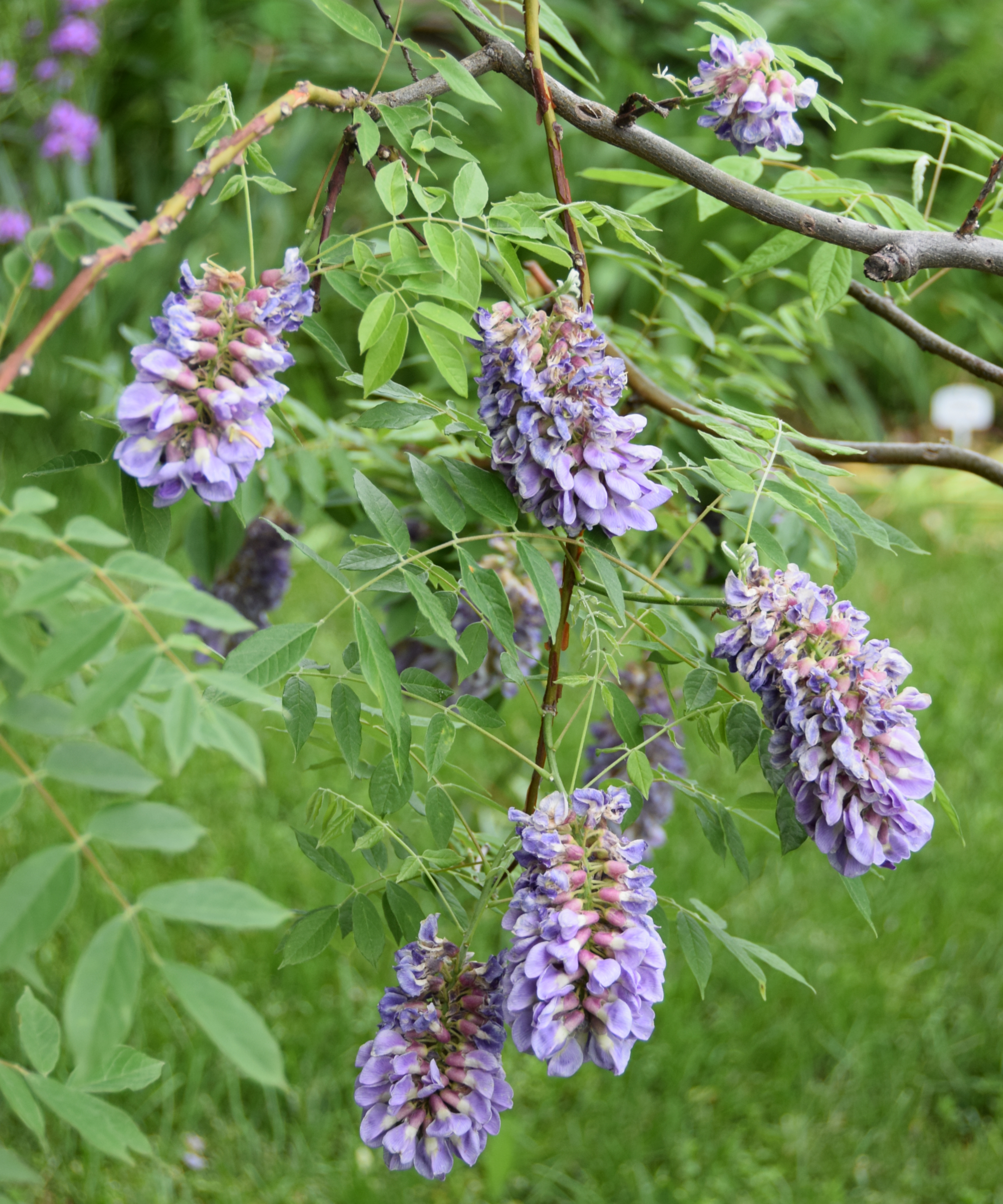 Light purple blooms on American wisteria vine