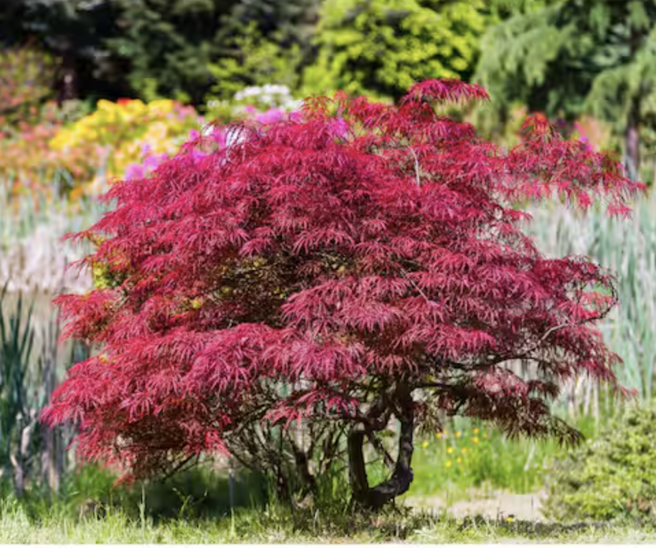 A small bright red Japanese maple tree