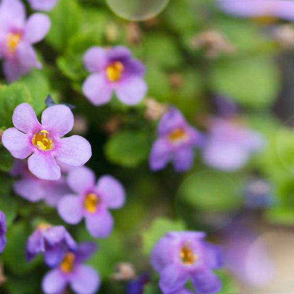 Annuals Making A Comeback | Gardening Know How