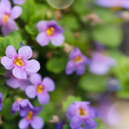 purple flowers
