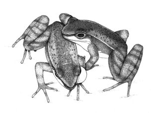 An illustration of a mating Hylodes japi couple, drawn from a video recording of the frogs. The female is touching the male while the male inflates one of his vocal sacs.
