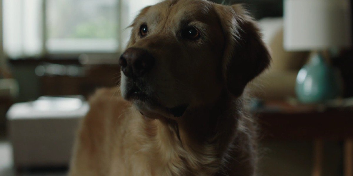 The dog actor who plays Enzo in The Art of Racing in the Rain