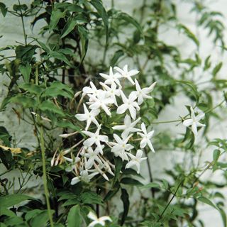 garden with white jasmine
