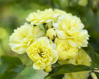 golden yellow flowers of Rosa banksiae ‘Lutea’ climbing rose