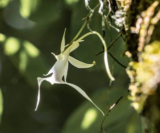 A white ghost orchid flower