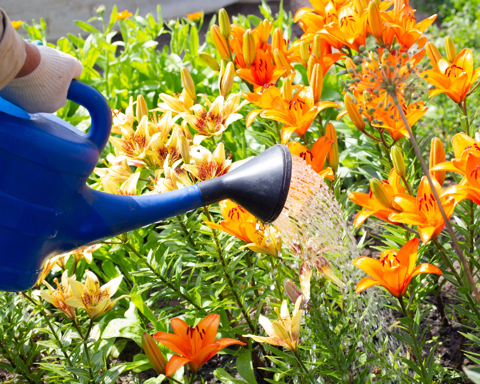 watering can watering lilies in the garden