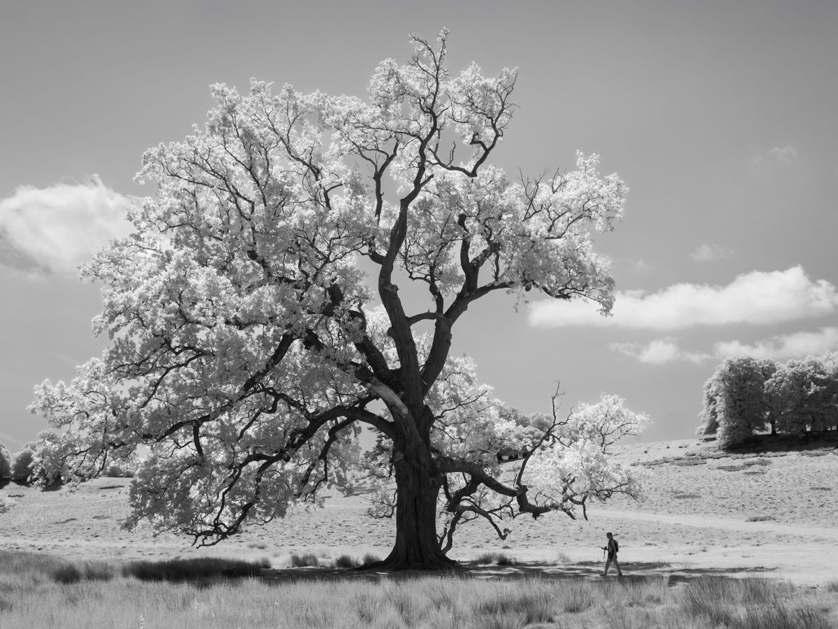 A photo taken on an infrared camera