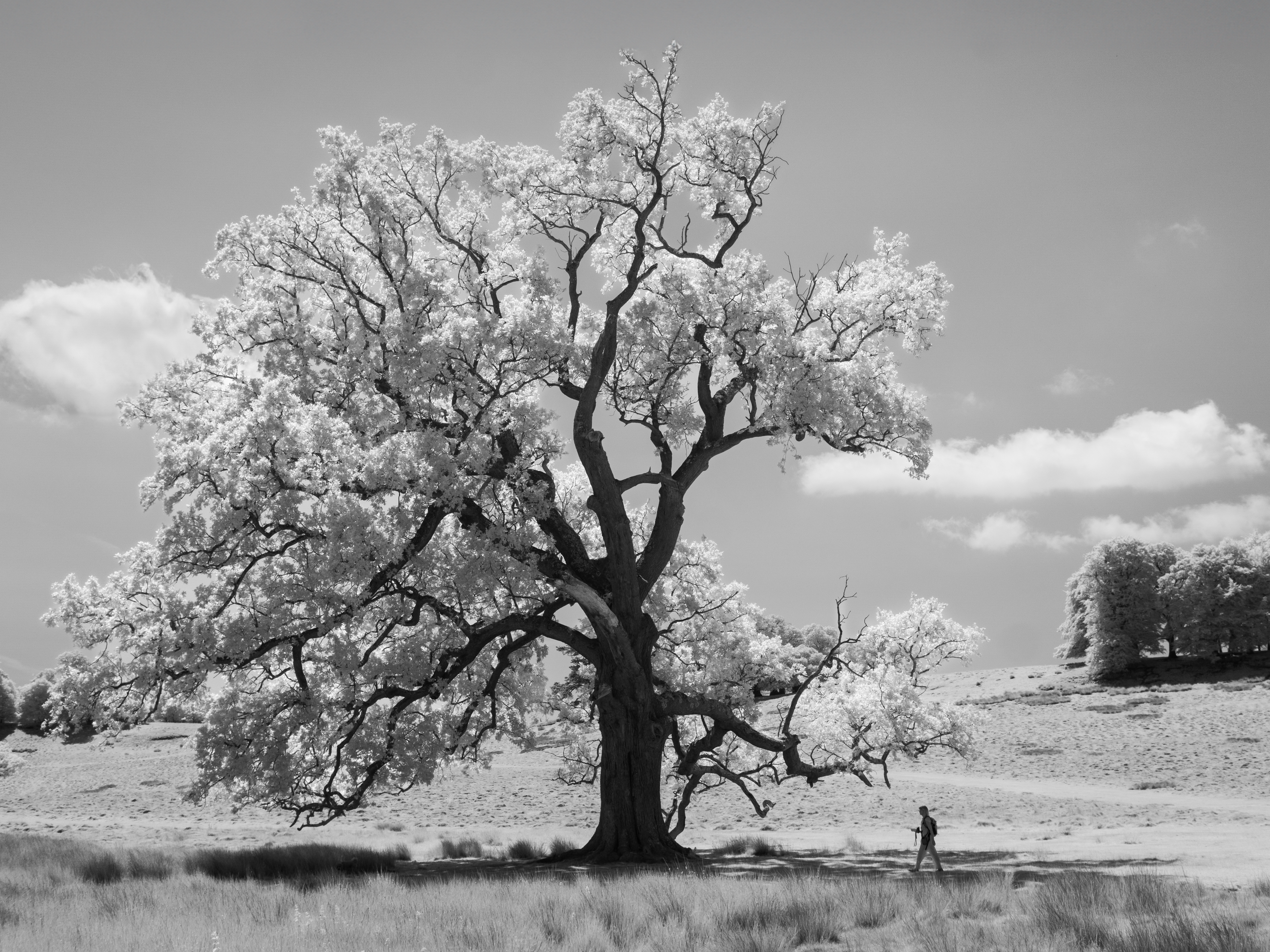 A photo taken on an infrared camera