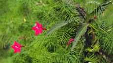 Cardinal creeper, or Cypress vine, with fine green foliage and red, star-like blooms