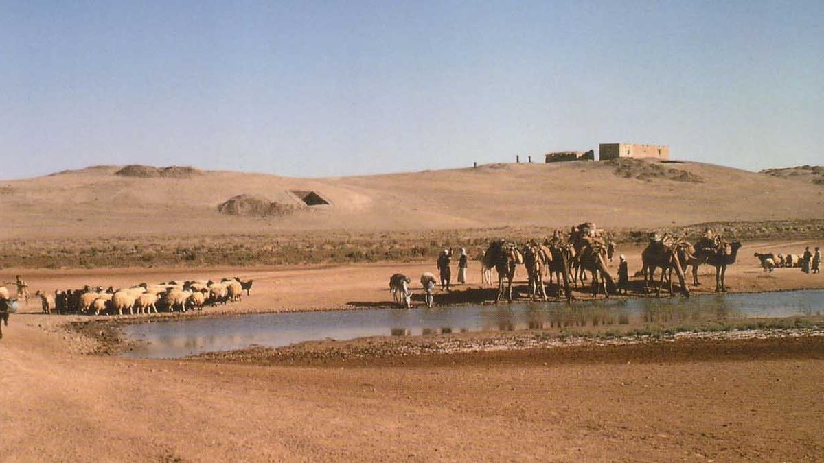 a desert landscape with camels and a small water bed