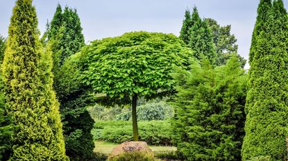 mix of the best evergreen trees in a garden