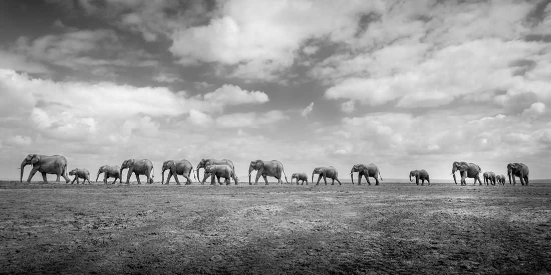 The Epson International Pano Awards 2022