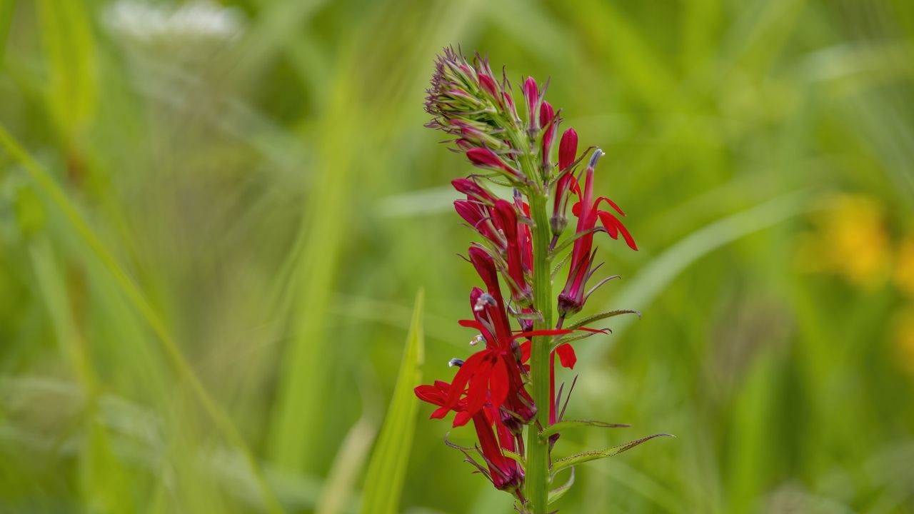 Red cardinal flower in bloom in a meadow