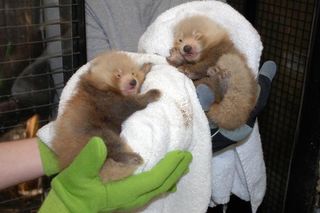 Keepers hold the panda cubs wearing special poo-scented gloves.