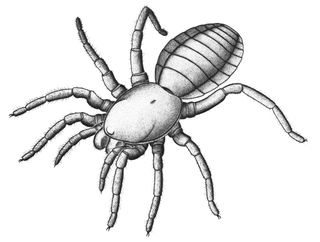 <em>Idmonarachne brasieri</em>, the 305-million-year-old spider relative, has spiderlike mouthparts and legs.