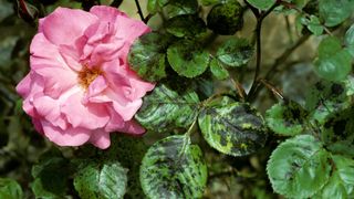 pink rose in flower with with signs of rose black spot disease on the leaves