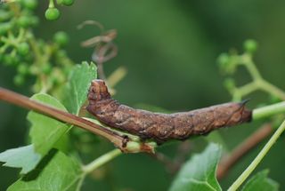 Nessus sphinx hawkmoth caterpillar 