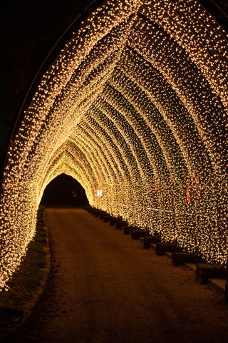Blenheim Palace Christmas light tunnel