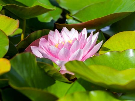 Pink Water Lily