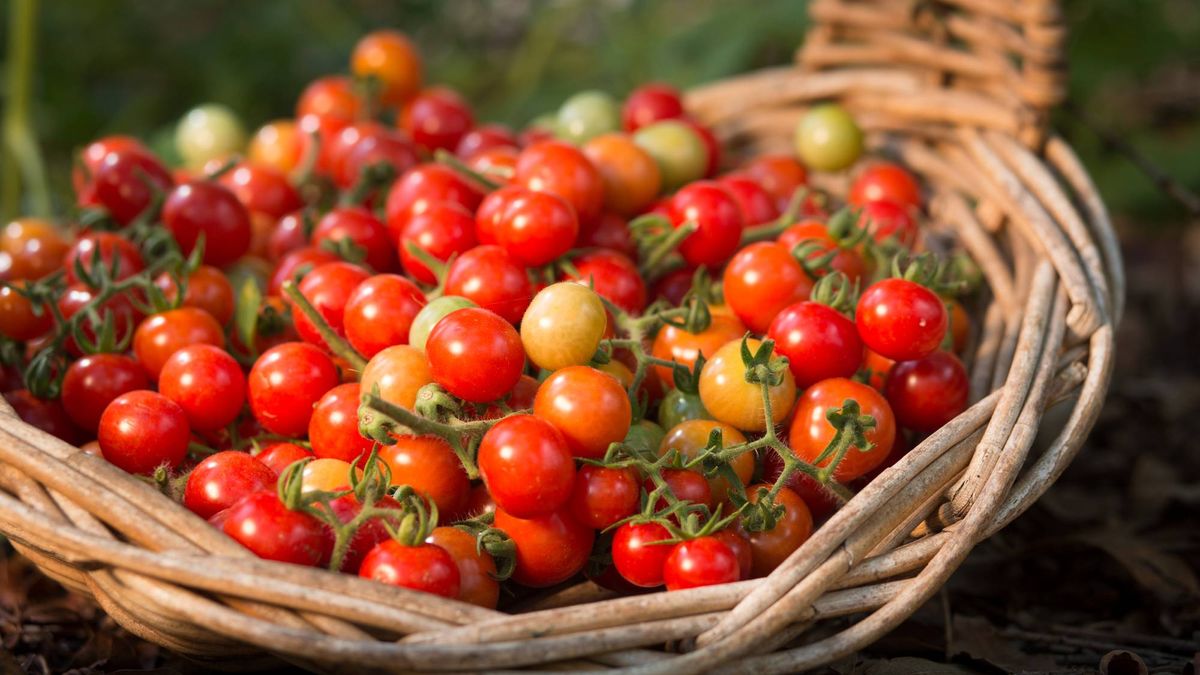 8 Things to Do When You Have an Explosion of Cherry Tomatoes