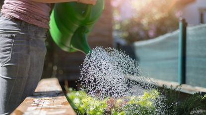 A watering can waters a raised bed