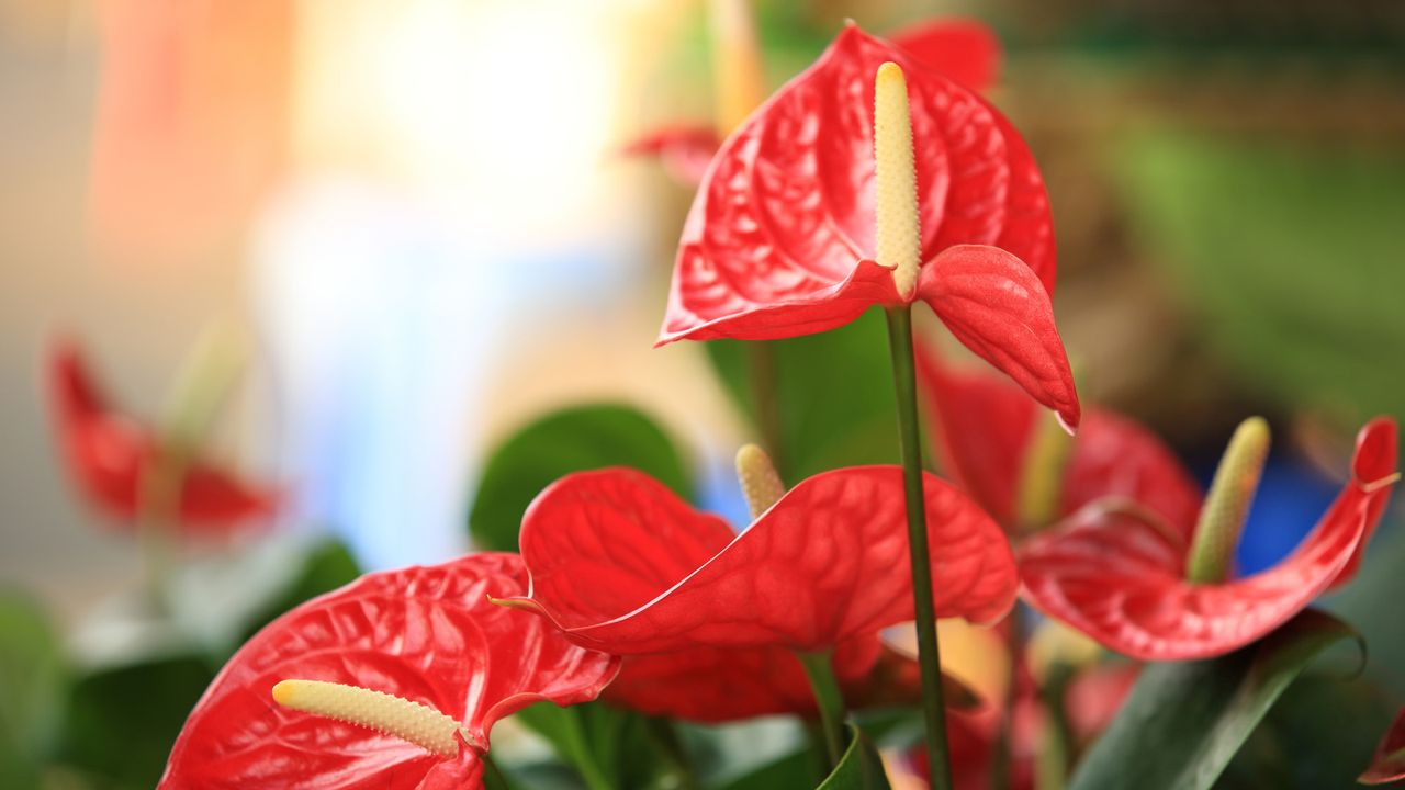 Anthurium