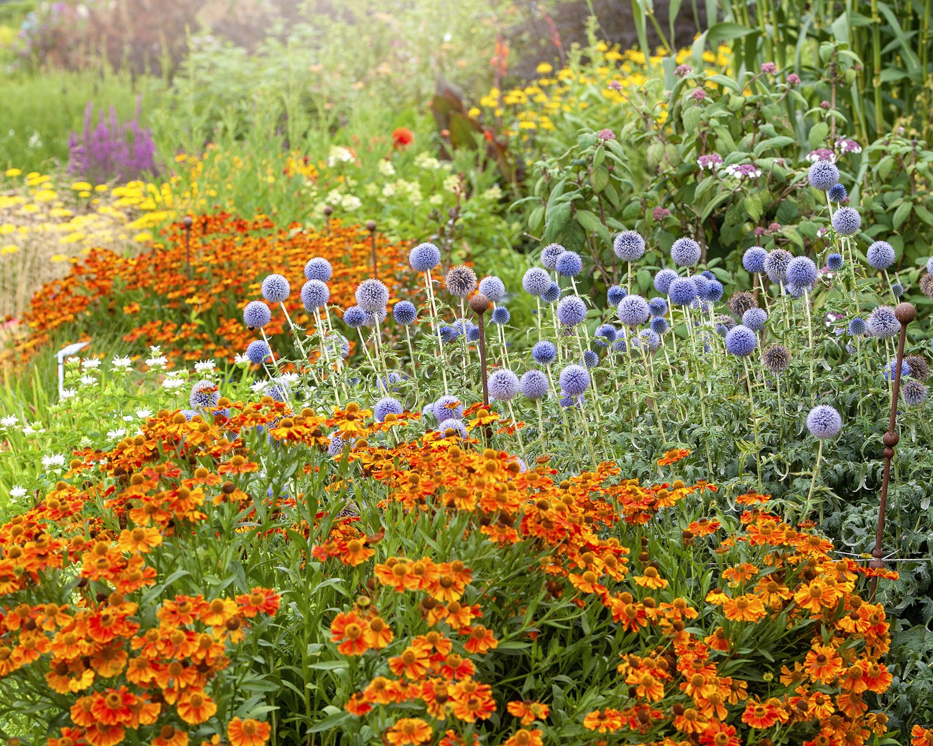Vibrant border filled with colorful flowers