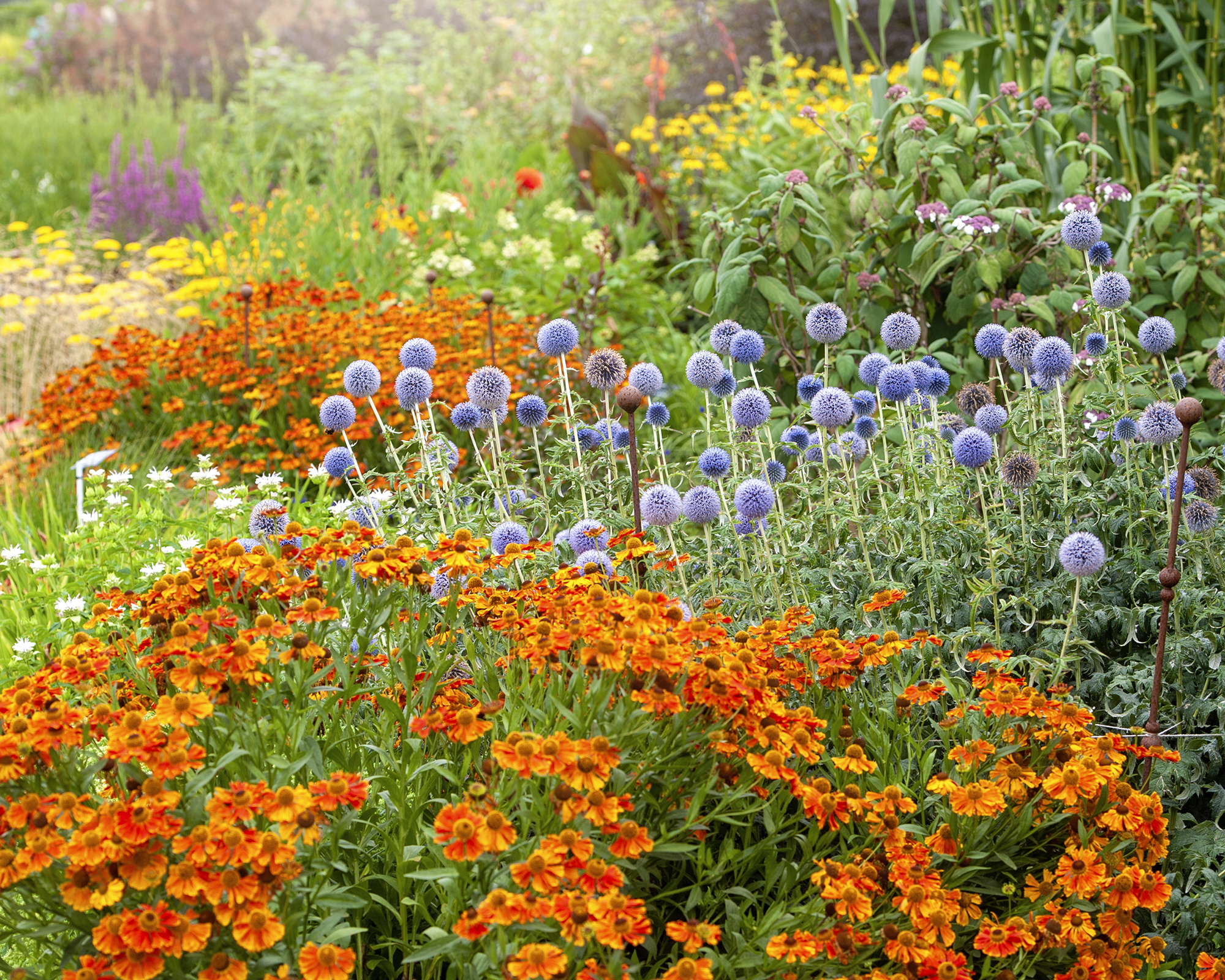 Vibrant border filled with colorful flowers