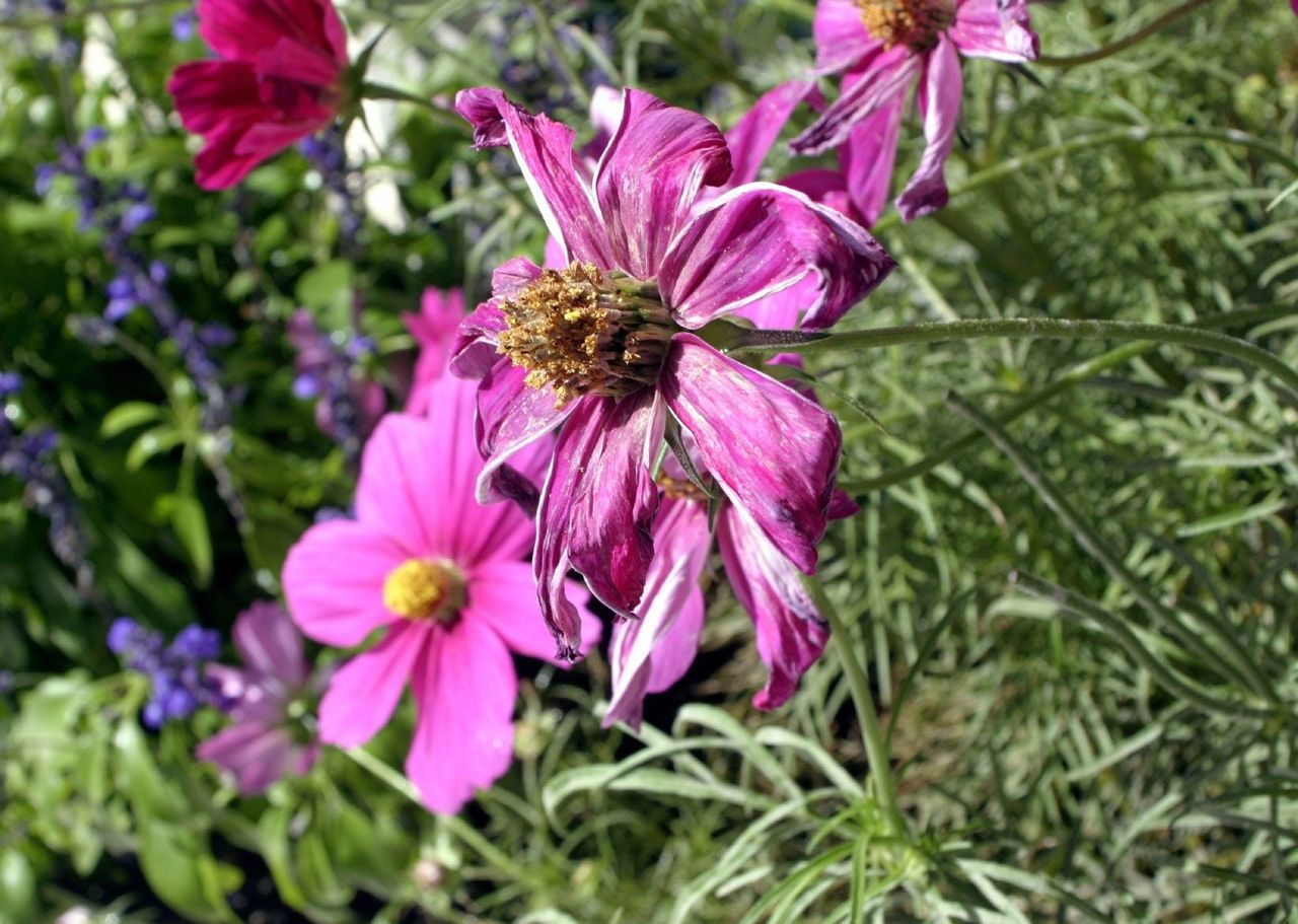 Wilted Pink Cosmo Flower