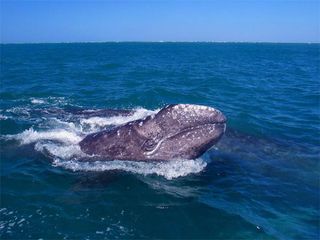 Genetic studies suggest the historical population of gray whales (Eschrichtius robustus) was much larger than previous estimates.