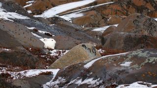An arctic hare lay camouflaged among the snow and boulders of the Hudson Bay.