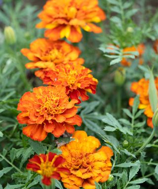 marigolds in bloom