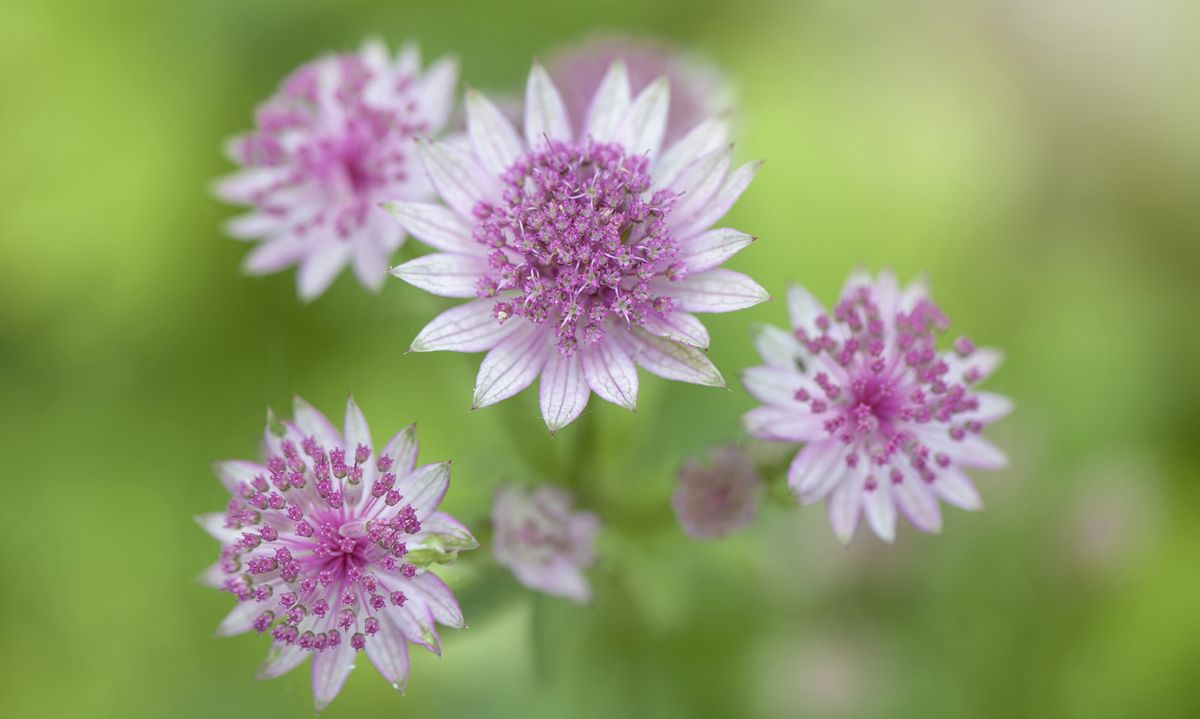 วิธีรวบรวมเมล็ดพันธุ์จาก Astrantia 