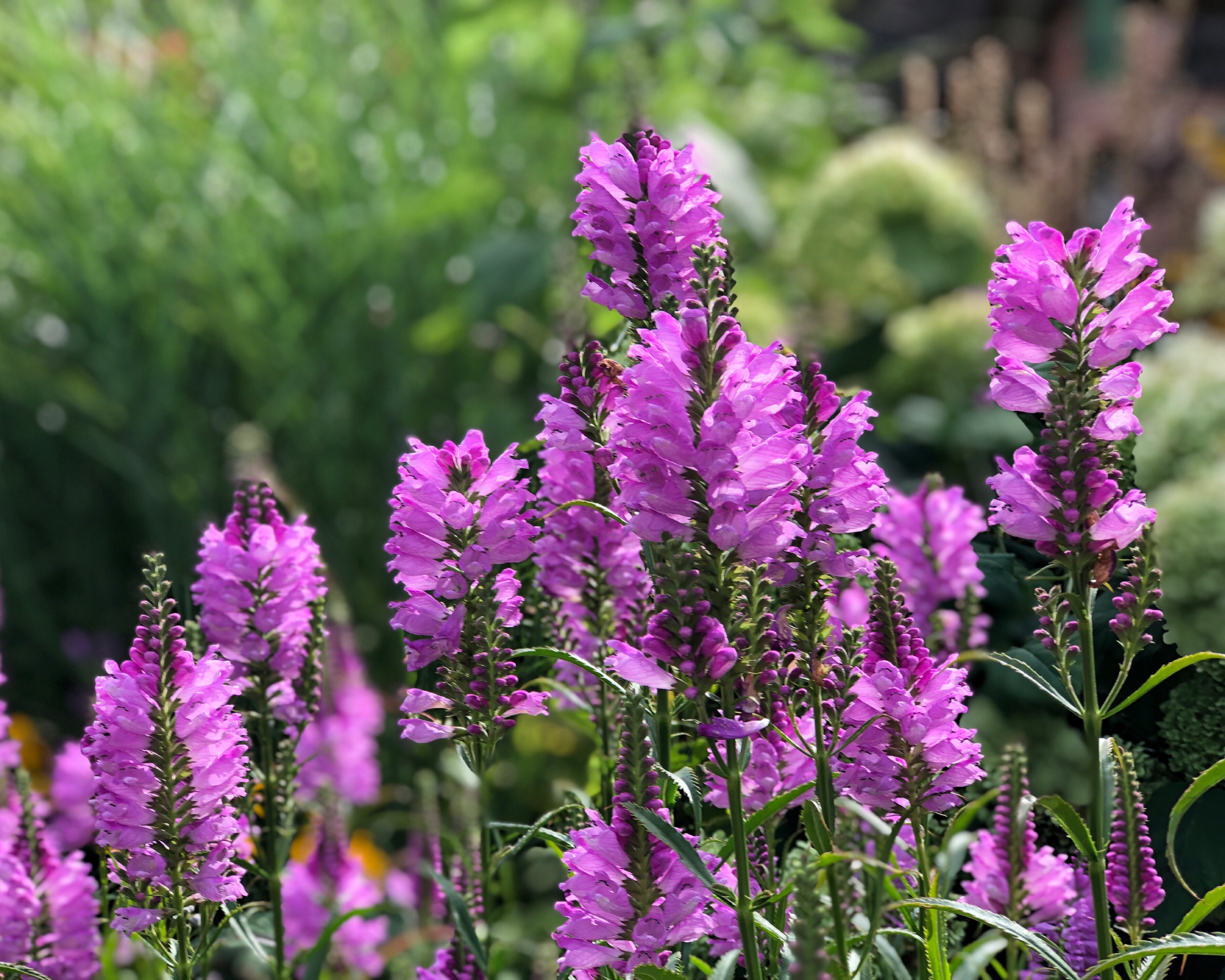 Obedient plant in bloom