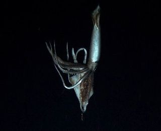 The 10-foot (3-meter) squid was filmed off the coast of Japan.