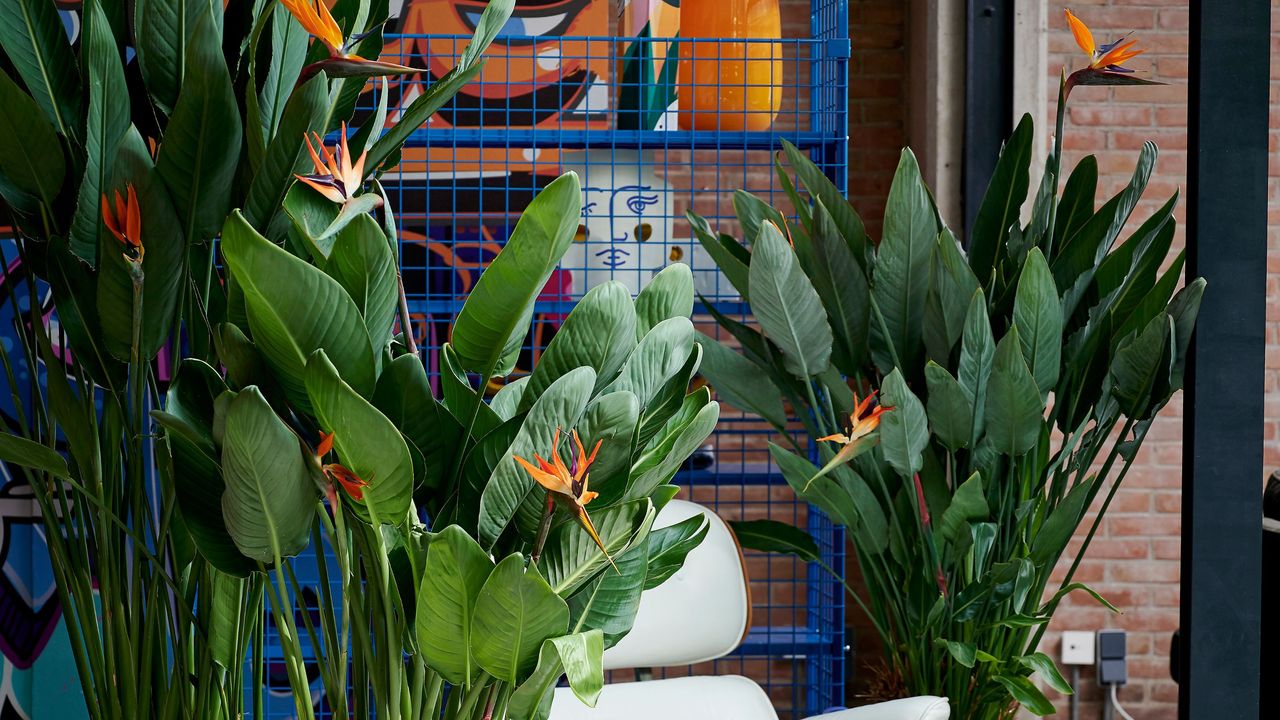 3 potted birds of paradise in a home with bright green leaves