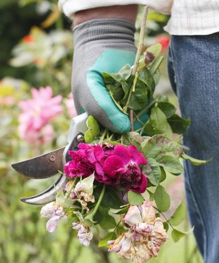woman holding rose prunings and secateurs