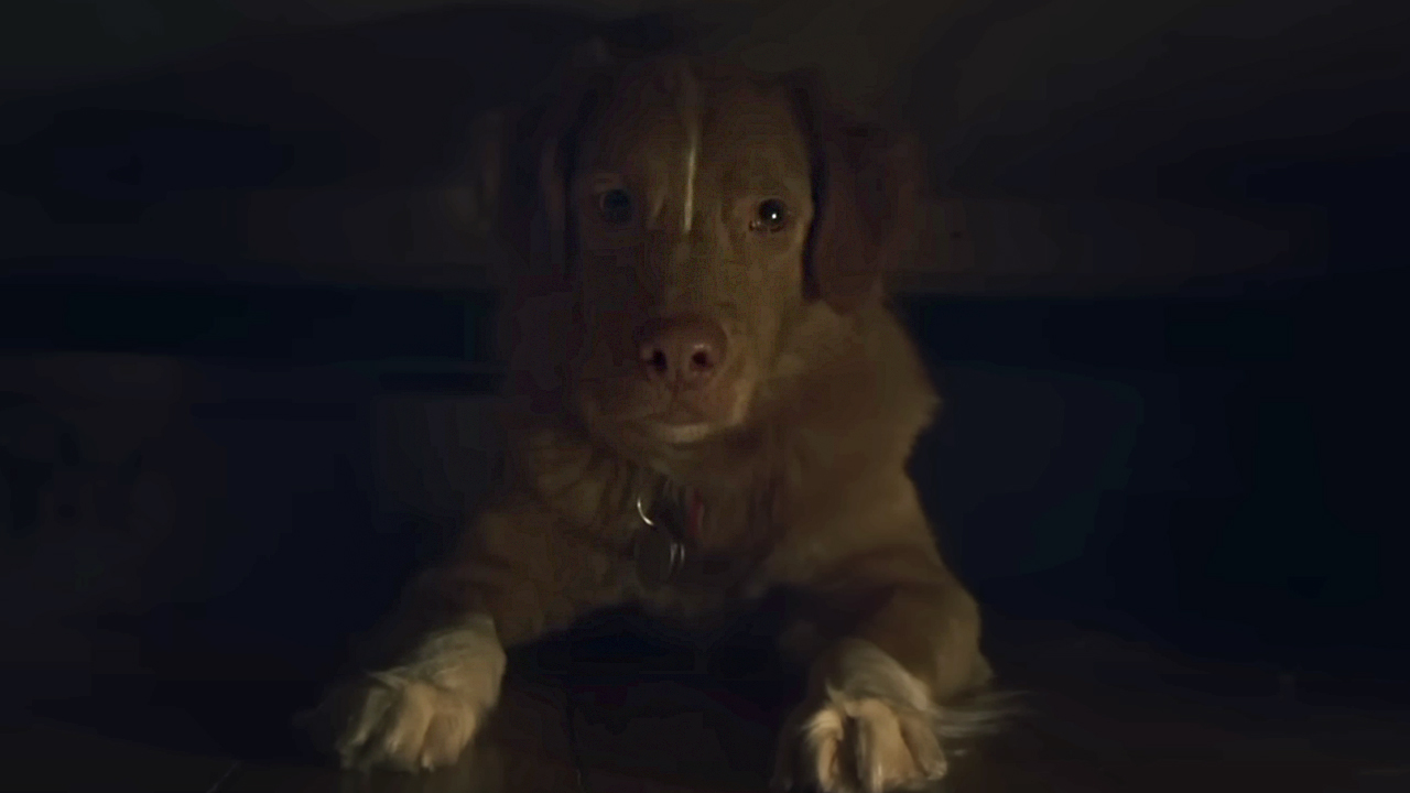 Indy the dog hiding under a bed in the 2025 horror film Good Boy.