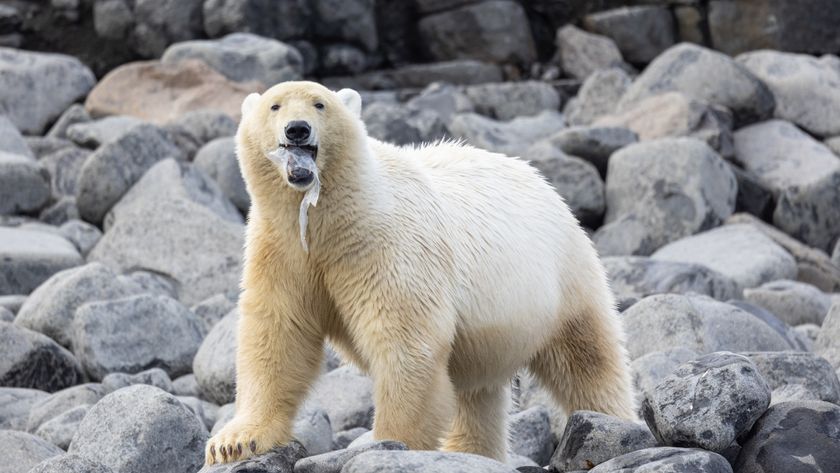 Polar bear with plastic in its mouth standing on rocks.