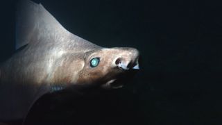 A close-up of an angular roughshark with light skin